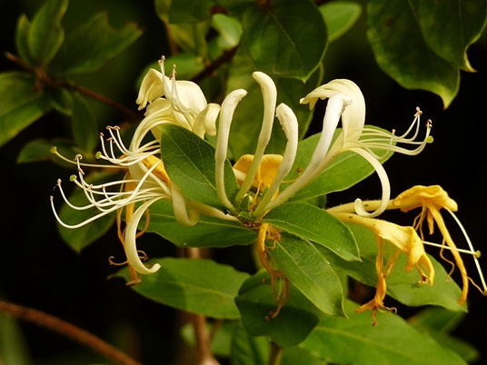 {Lonicera japonica}
